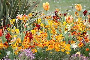 Therapies Offered. Field of Orange Iris